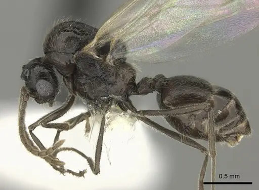 Crematogaster ranavalonae - CASENT0193263