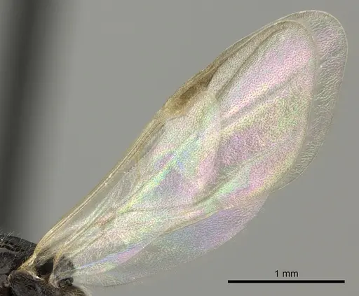 Crematogaster ranavalonae - CASENT0193263