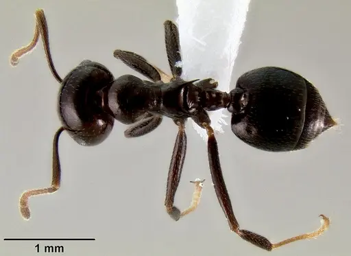 Crematogaster ranavalonae - CASENT0193277
