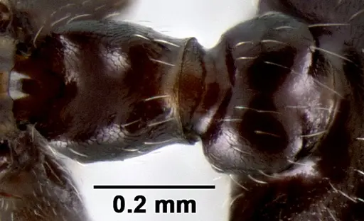 Crematogaster ranavalonae - CASENT0193277