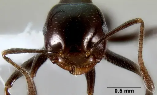 Crematogaster ranavalonae - CASENT0193277