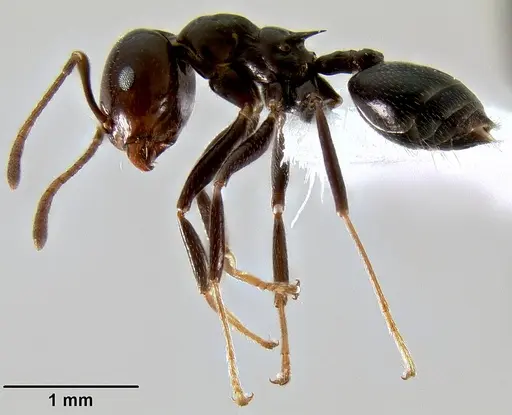 Crematogaster ranavalonae - CASENT0193277
