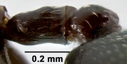 Crematogaster ranavalonae - CASENT0193277