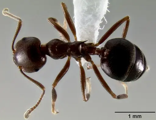 Crematogaster ranavalonae - CASENT0193425