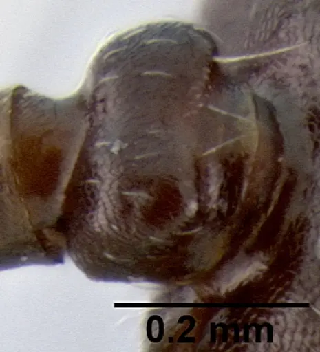 Crematogaster ranavalonae - CASENT0193425