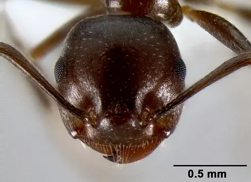 Crematogaster ranavalonae - CASENT0193425
