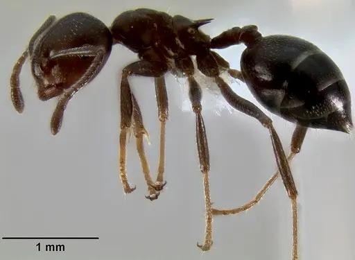 Crematogaster ranavalonae - CASENT0193425