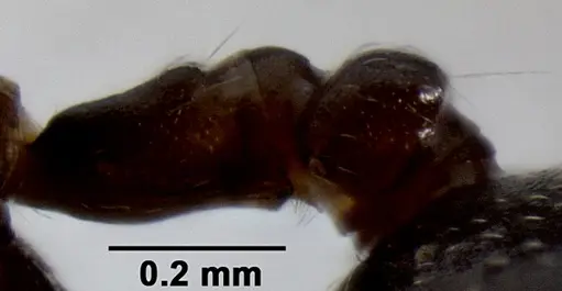 Crematogaster ranavalonae - CASENT0193425