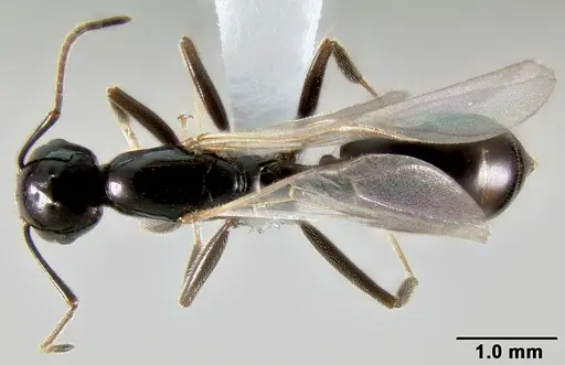 Crematogaster ranavalonae - CASENT0193642