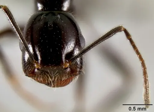 Crematogaster ranavalonae - CASENT0193642