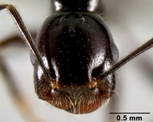 Crematogaster ranavalonae - CASENT0193642