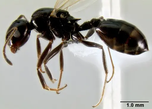 Crematogaster ranavalonae - CASENT0193642