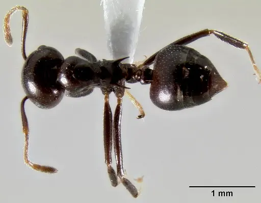 Crematogaster ranavalonae - CASENT0433703