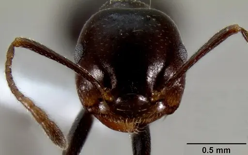 Crematogaster ranavalonae - CASENT0433703