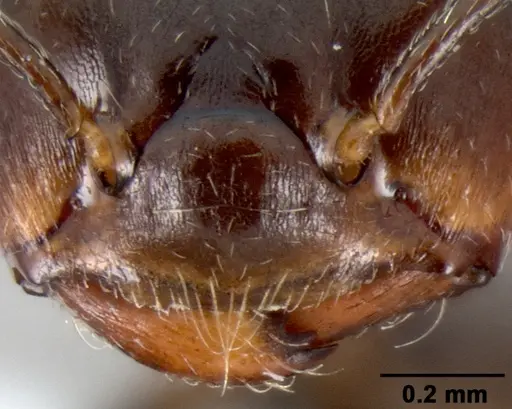 Crematogaster ranavalonae - CASENT0433703