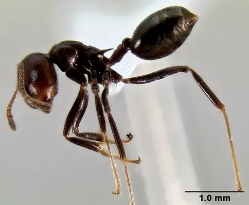 Crematogaster ranavalonae - CASENT0433703