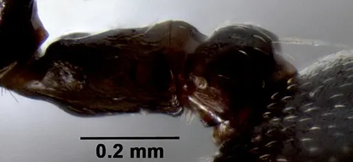 Crematogaster ranavalonae - CASENT0433703