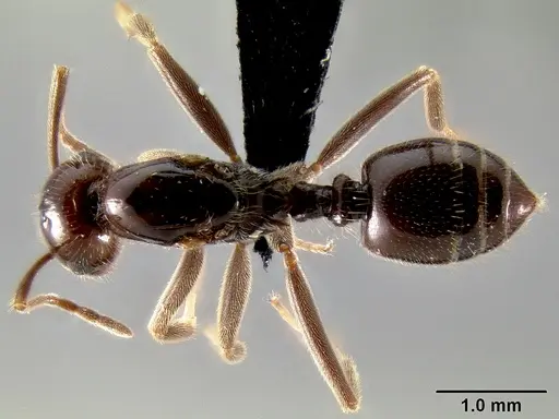 Crematogaster ranavalonae - CASENT0485160