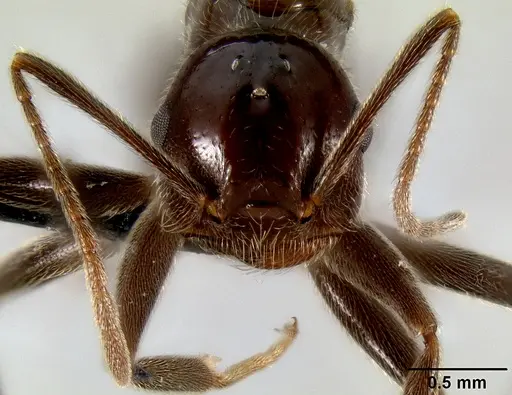 Crematogaster ranavalonae - CASENT0485160