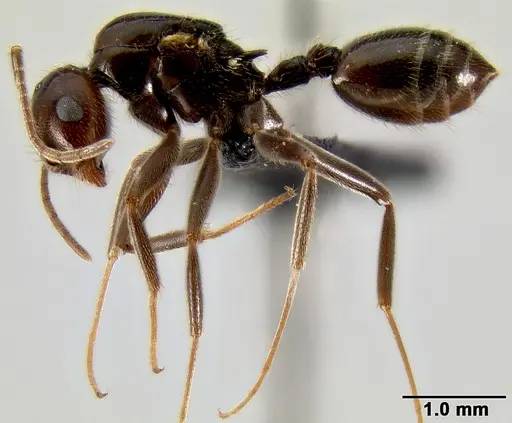 Crematogaster ranavalonae - CASENT0485160