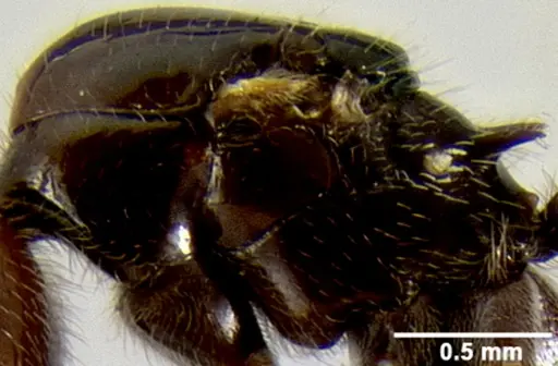 Crematogaster ranavalonae - CASENT0485160