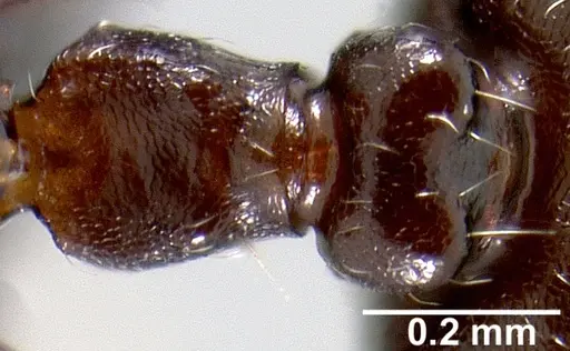 Crematogaster ranavalonae - CASENT0485162