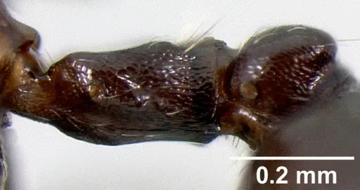 Crematogaster ranavalonae - CASENT0485162