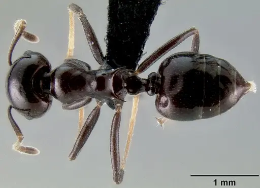 Crematogaster ranavalonae - CASENT0491513