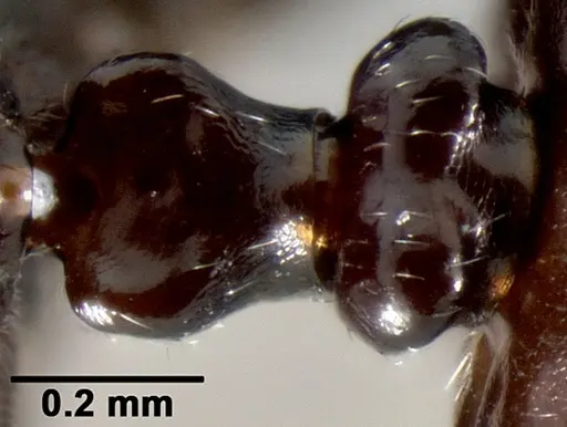 Crematogaster ranavalonae - CASENT0491513