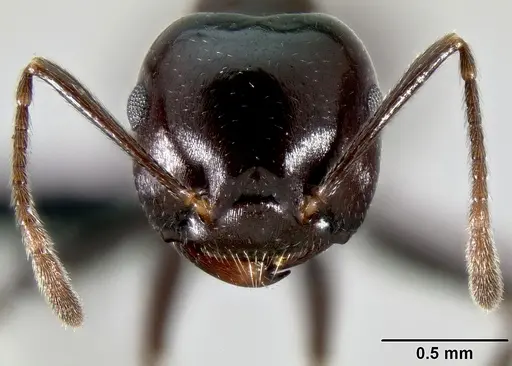 Crematogaster ranavalonae - CASENT0491513