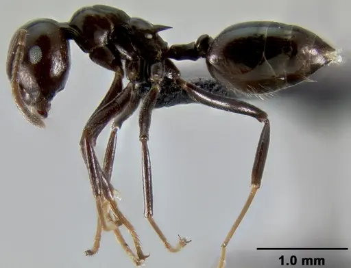 Crematogaster ranavalonae - CASENT0491513