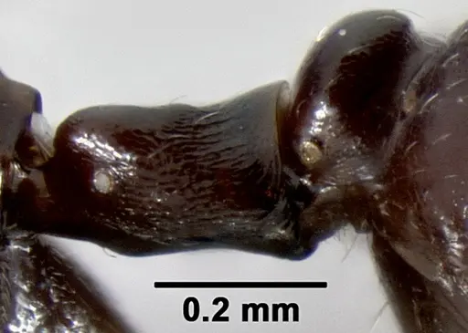 Crematogaster ranavalonae - CASENT0491513