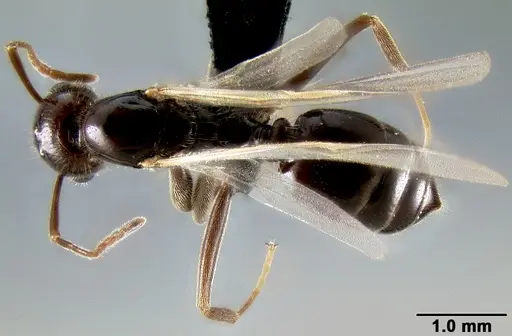 Crematogaster ranavalonae - CASENT0496495