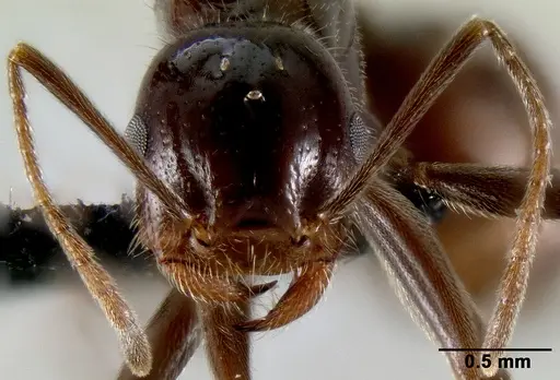 Crematogaster ranavalonae - CASENT0496495