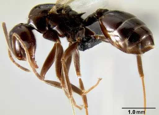Crematogaster ranavalonae - CASENT0496495