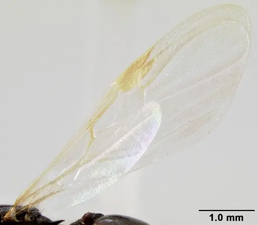 Crematogaster ranavalonae - CASENT0496495