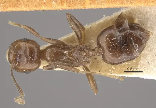 Crematogaster ranavalonae - CASENT0917807