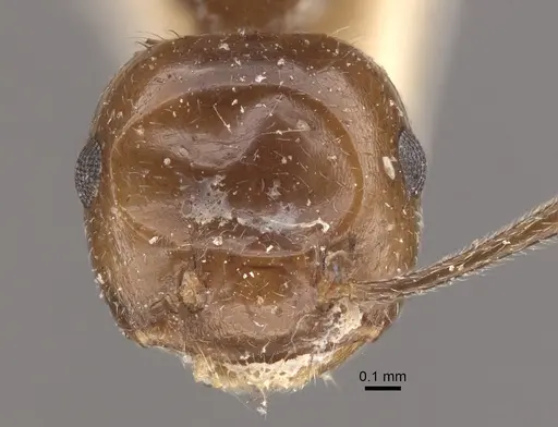 Crematogaster ranavalonae - CASENT0917807
