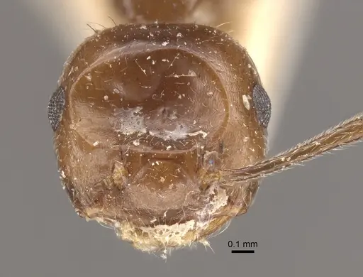 Crematogaster ranavalonae - CASENT0917807