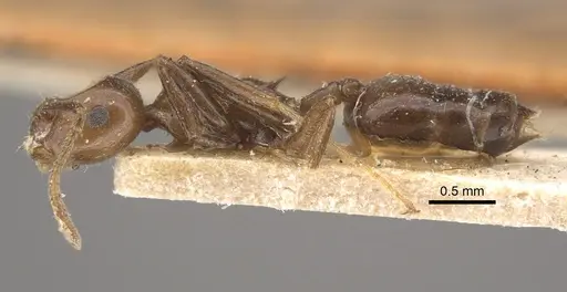 Crematogaster ranavalonae - CASENT0917807