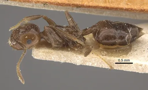 Crematogaster ranavalonae - CASENT0917807