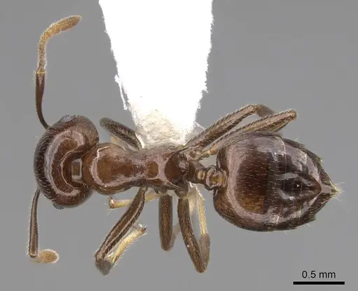 Crematogaster ranavalonae - CASENT0922634