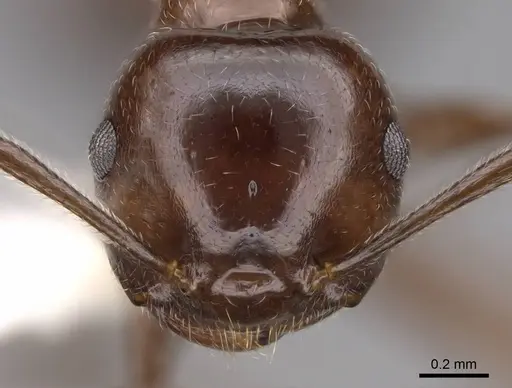 Crematogaster ranavalonae - CASENT0922634