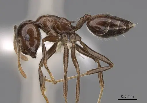 Crematogaster ranavalonae - CASENT0922634