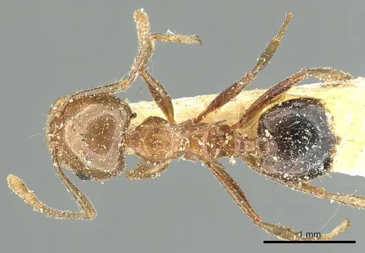 Crematogaster ransonneti specimen