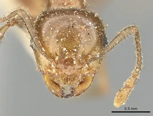 Crematogaster ransonneti specimen
