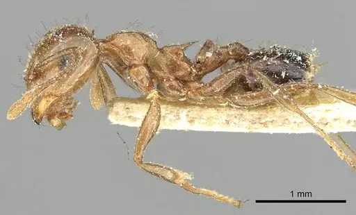 Crematogaster ransonneti specimen