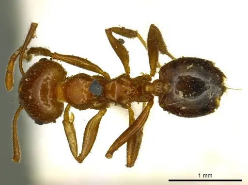 Crematogaster ransonneti - CASENT0919685