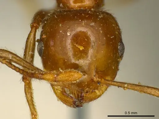 Crematogaster ransonneti - CASENT0919685
