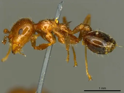 Crematogaster ransonneti - CASENT0919685